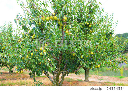 洋ナシの木 24554554
