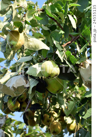 果樹園のマルメロの木 24555135