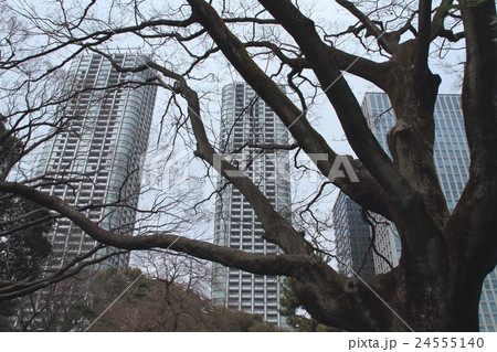 冬のエノキと高層ビル群（東京） 24555140
