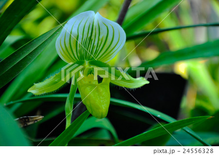 Tropical Pitcher Plant (Nepenthes or Monkey Cup) 24556328