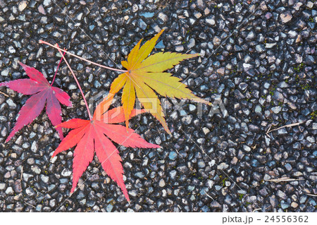 Red maple leaf lays on dark asphalt road.  24556362