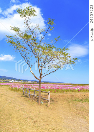 花　諫早湾干拓地100万本のコスモス畑 24557222