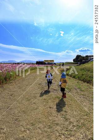 花 諫早湾干拓地100万本のコスモス畑 人物あり 花 諫早湾干拓地100万本のコスモス畑 人物あり 24557382