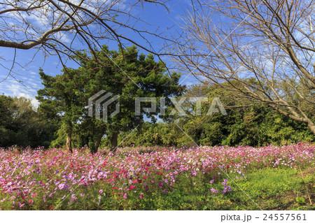 名勝 竹崎城跡展望台 佐賀県太良町 名勝 竹崎城跡展望台 佐賀県太良町 24557561
