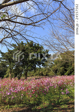 名勝　竹崎城跡展望台　佐賀県太良町 24557562