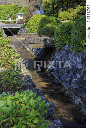 野鳥　鹿島明神社の水路を歩くアオサギ 24558765