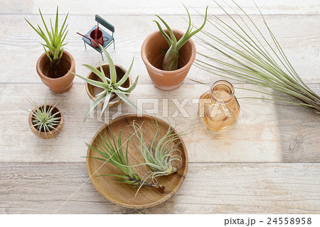 エアープランツ チランジア エアープランツ チランジア 24558958