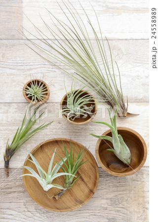 エアープランツ　チランジア 24558989