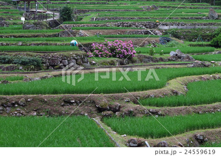 田峰の千枚田 24559619