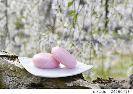 柏餅と桜 ピンク色の和菓子 満開の桜の写真素材