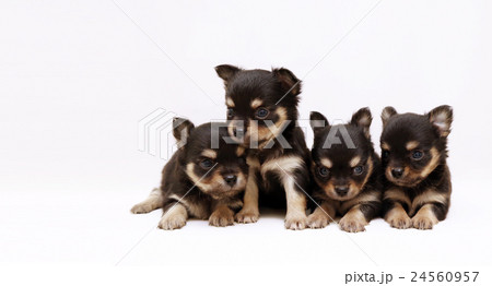 チワワ子犬の兄妹 24560957