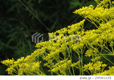 オミナエシ 24561129