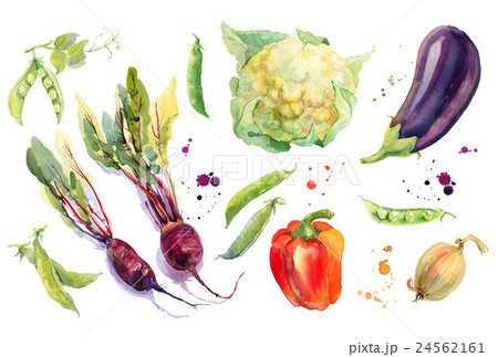 Watercolor vegetables set 24562161