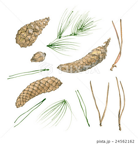 Hand drawn cones and fir-needles isolated on white 24562162