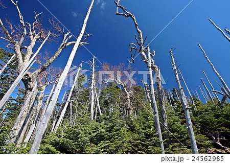金峰山の立ち枯れの木 24562985
