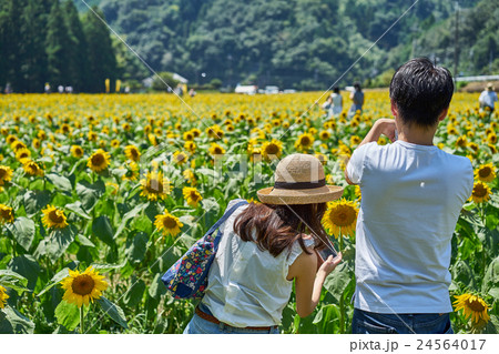 兵庫県佐用町のヒマワリ畑 麦わら帽子の少女と男性のデート の写真素材