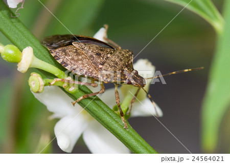 クサギカメムシ 24564021