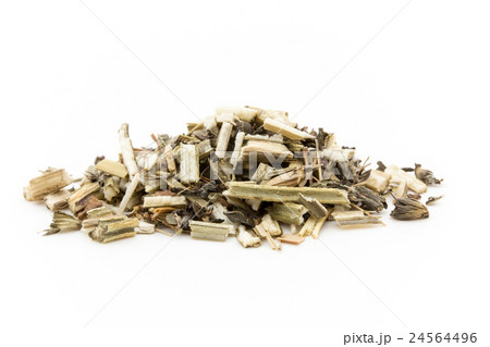 ウッドベトニー: Wood betony (Stachy officinalis) 24564496