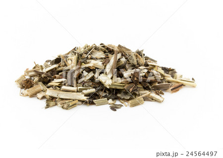 ウッドベトニー: Wood betony (Stachy officinalis) 24564497