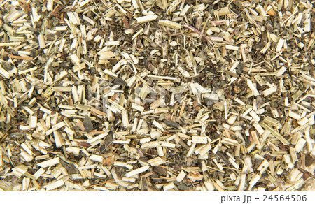 ウッドベトニー: Wood betony (Stachy officinalis) 24564506