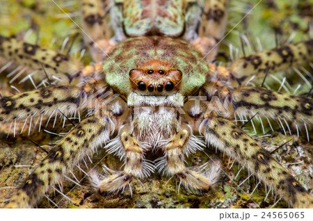 Lichen Huntsman Spider (Pandercetes gracilis) 24565065