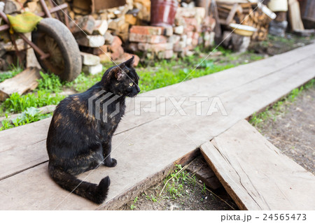 beautiful black cat 24565473