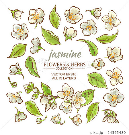Jasmine Flowers Setのイラスト素材