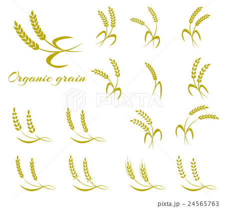 Wheat ear symbols for logo design. 24565763