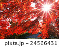 紅葉と日差し 24566431