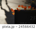 紅葉と影 24566432
