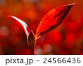 紅葉 24566436