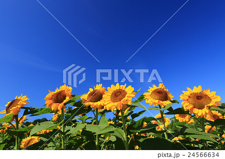 ひまわり611 24566634