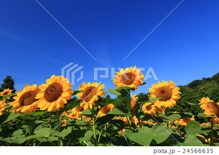 ひまわり613 24566635