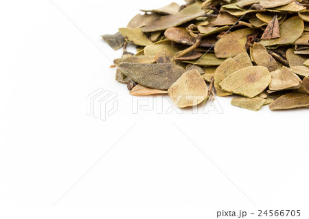 ウワウルシ: Uva-ursi 24566705