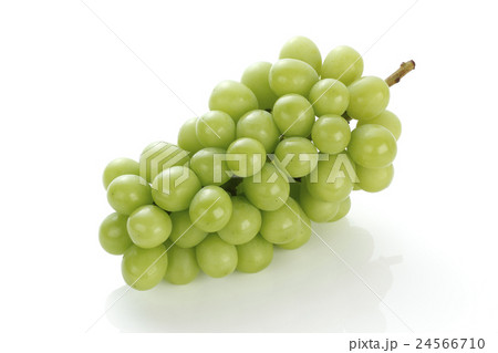 青葡萄 24566710