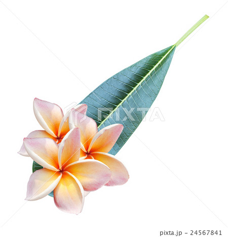 plumeria flowers and leave 24567841