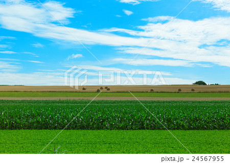 モンサンミシェル近くの農村風景 モンサンミシェル近くの農村風景 24567955