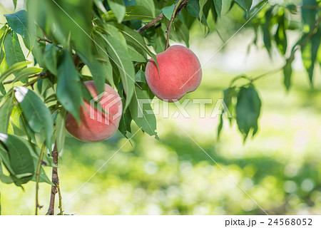 完熟した桃 完熟した桃 24568052