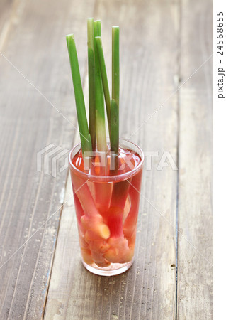 谷中生姜の甘酢漬け 谷中生姜の甘酢漬け 24568655