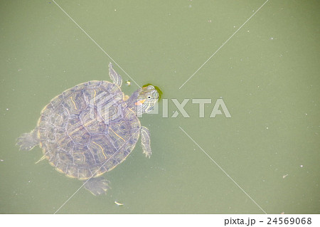 Red-eared slider, Turtle Red-eared slider, Turtle 24569068