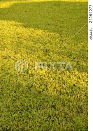 実りを迎えた水田地帯 24569077
