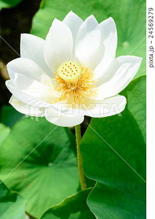 蓮の花 蓮の花 24569279