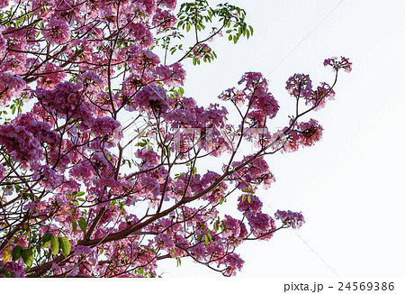 Tebebuia Flower (Pink trumpet) blooming Tebebuia Flower (Pink trumpet) blooming 24569386