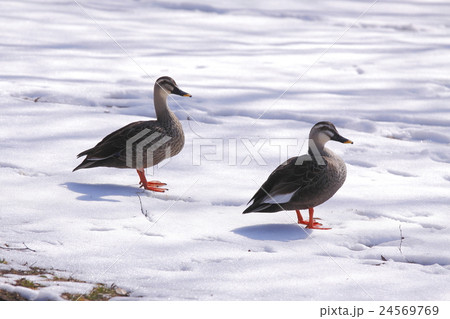 鴨 24569769