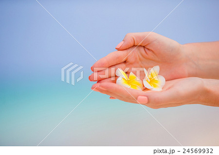 Beautiful frangipani flowers background turquoise 24569932