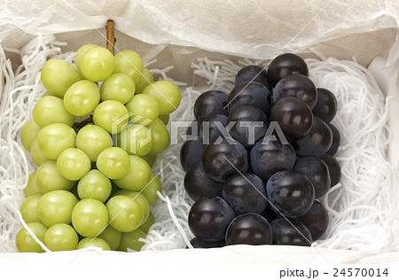 葡萄/箱入りの巨峰とマスカット 24570014