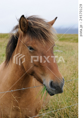 Icelandic Horse inside the fence Icelandic Horse inside the fence 24570129