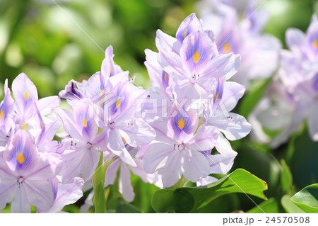 ホテイアオイの花 24570508