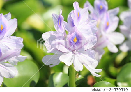 ホテイアオイの花 24570510