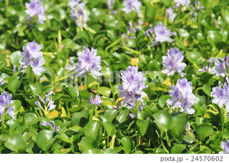 ホテイアオイの花 24570602